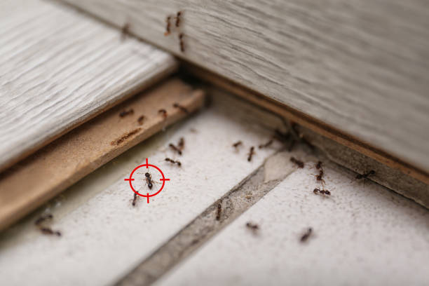 Best Termite Control Services  in Newport, KY